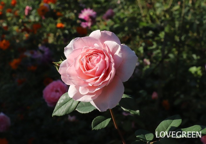 バラ(ピンク)の花言葉は「感謝」
