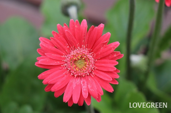 ガーベラ(ピンク)の花言葉は「感謝」