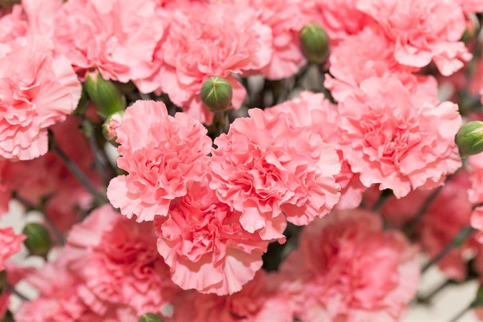 カーネーション(ピンク)の花言葉は「感謝」